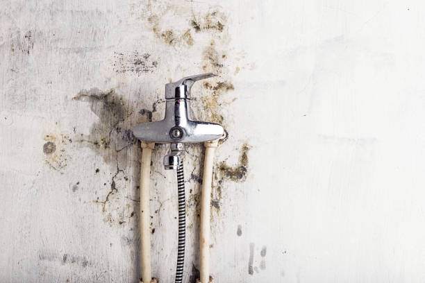 Best Black Mold Removal  in Escondido, CA