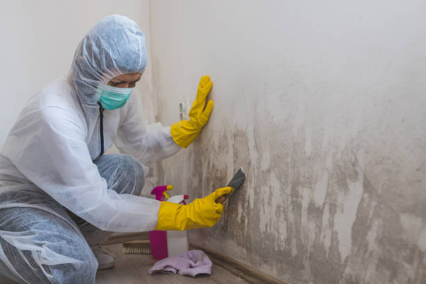 Best Mold Damage Repair  in Escondido, CA
