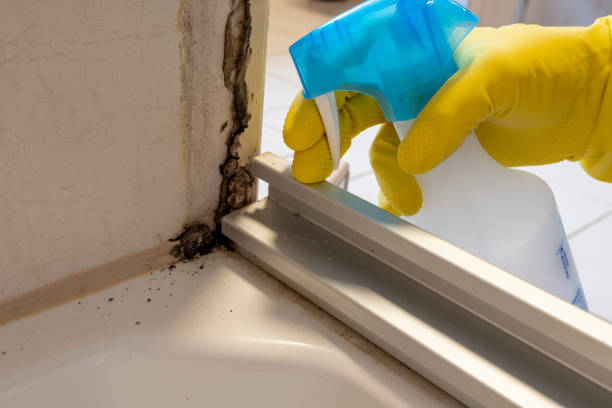 Best Mold Testing  in Escondido, CA