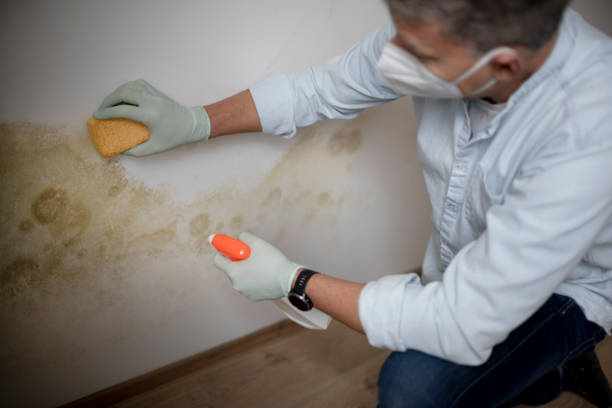 Best Emergency Mold Removal  in Escondido, CA