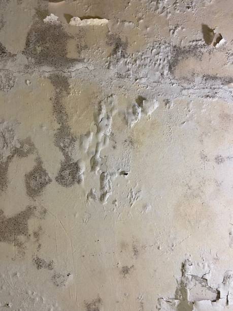 Best Attic Mold Removal  in Escondido, CA