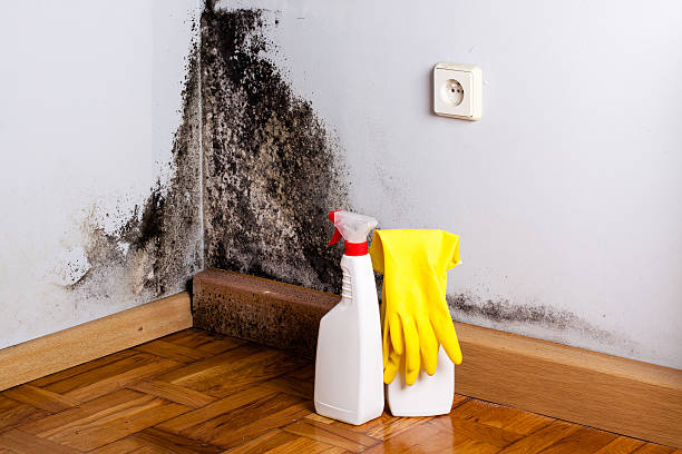 Best Mold Cleaning Services  in Escondido, CA