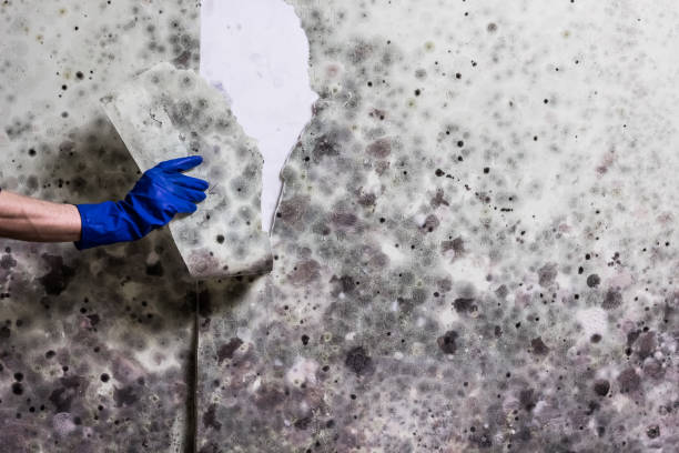 Best Mold Testing  in Escondido, CA