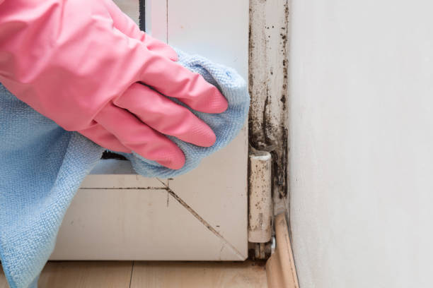 Professional Mold Removal in Escondido, CA